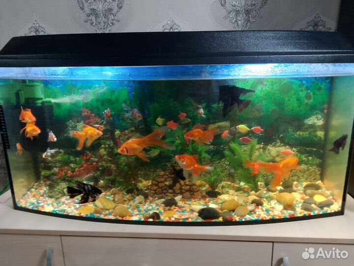 Аквариум с рыбками