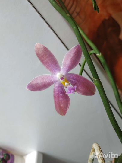 Орхидея фаленопсис
