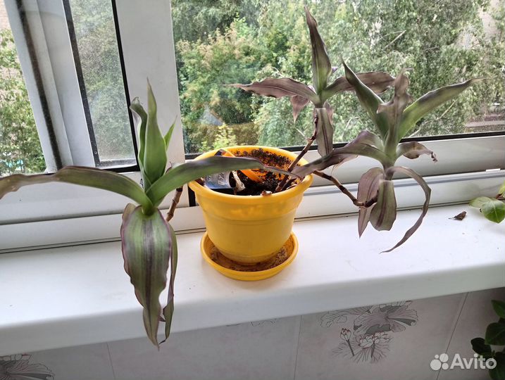 Комнатные цветы