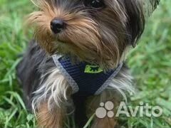 Услуги по вязке. Йоркширский терьер супер мини