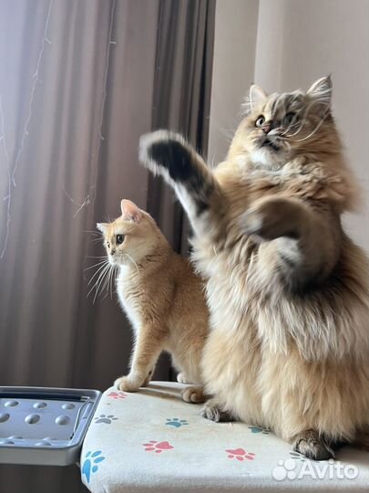 Шотландский золотой кот вязка