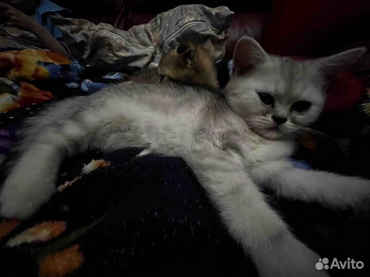 Кошки в добрые руки