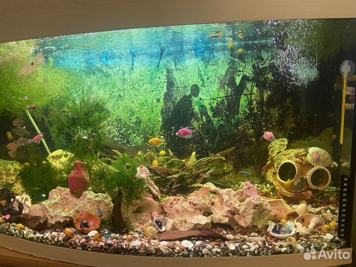 Аквариум со всем оборудованием вроде 200л