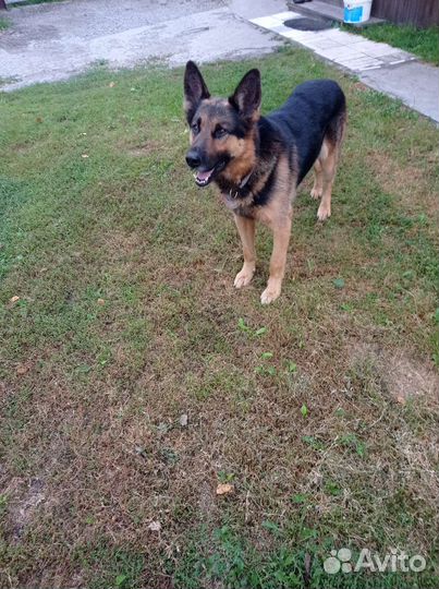 Кобель на вязку