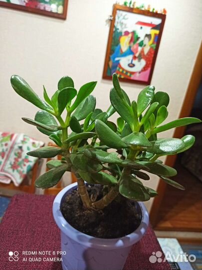 Красула овата