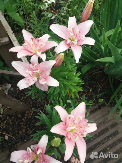 Лилии луковицы