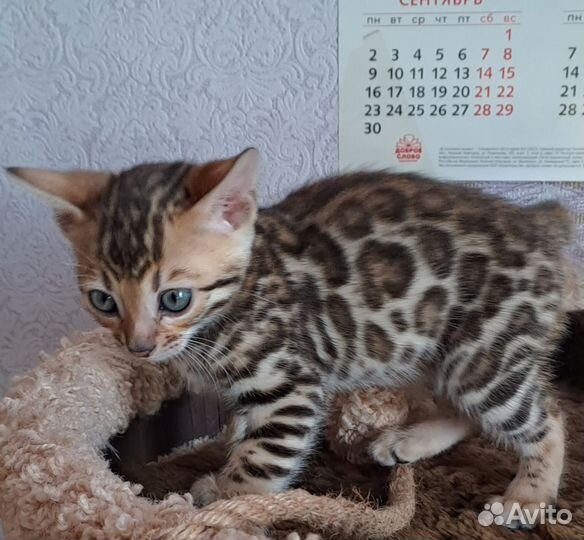 Бенгальские котята девочки