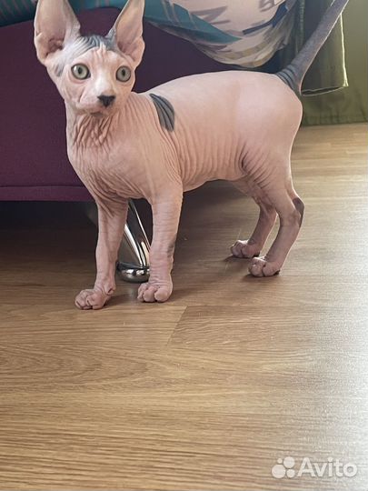 Канадский сфинкс котенок