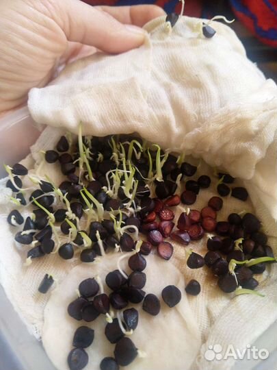 Семена Ирис жёлтый болотный