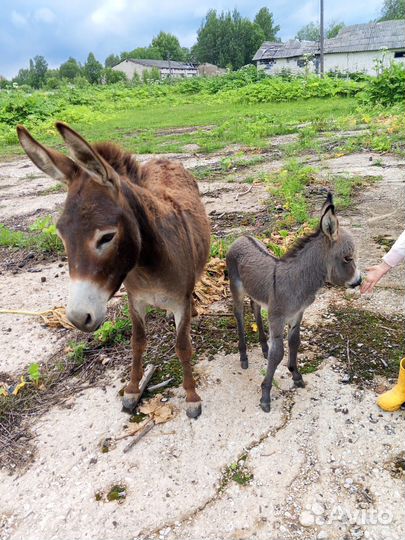 Продажа ослов