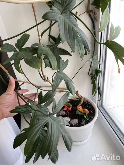 Филодендрон