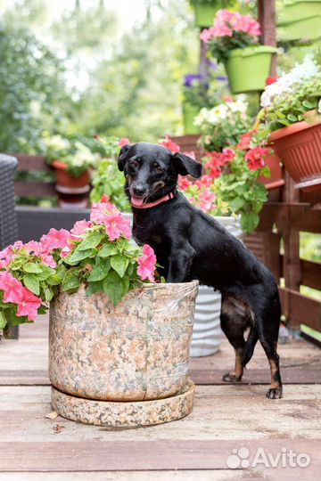 Джина мелкаш в добрые руки