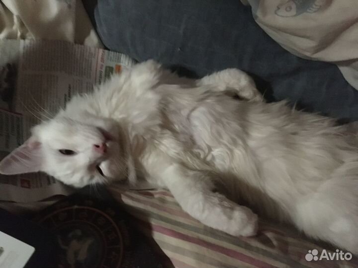 Ангорский котик в добрые руки или на кураторство