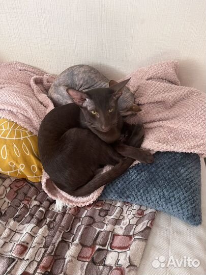 Ориентальные котята