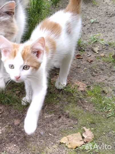 Котята в добрые руки даром