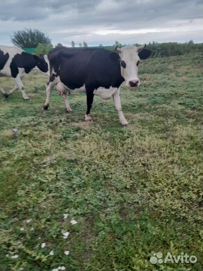 Корова голштинской породы высокоудойная