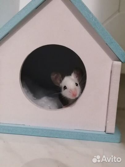 Домик для джунгарика