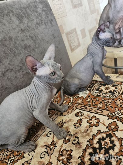 Канадский сфинкс эльф котенок