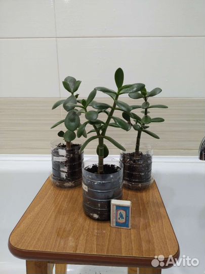 Комнатные растения