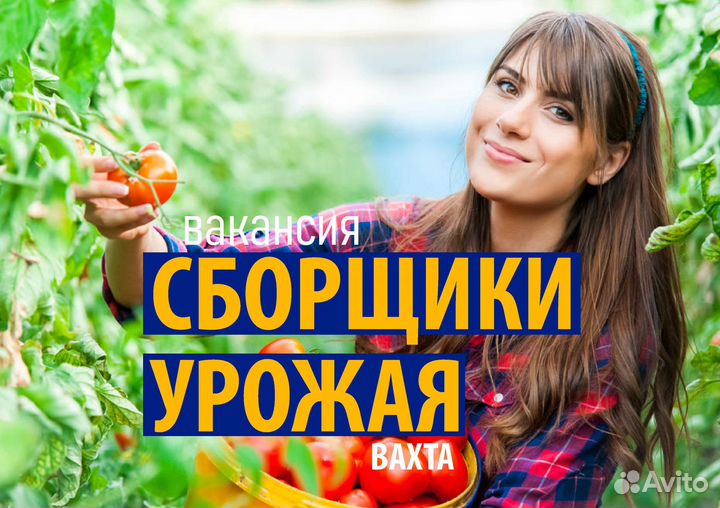 Вахта. Рабочие на сбор урожая