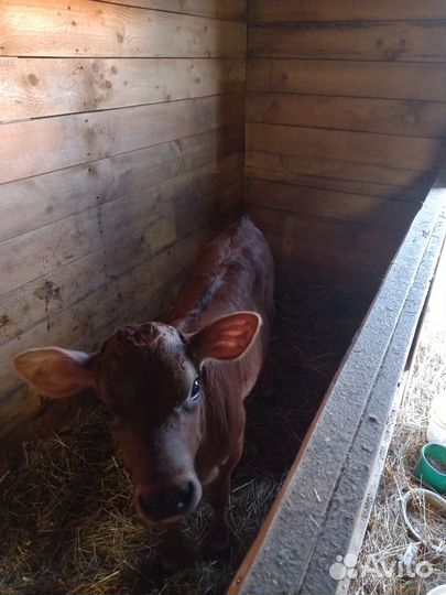 Корова дойная с теленком