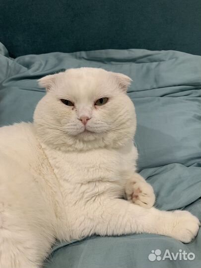 Кот шотландец вязка