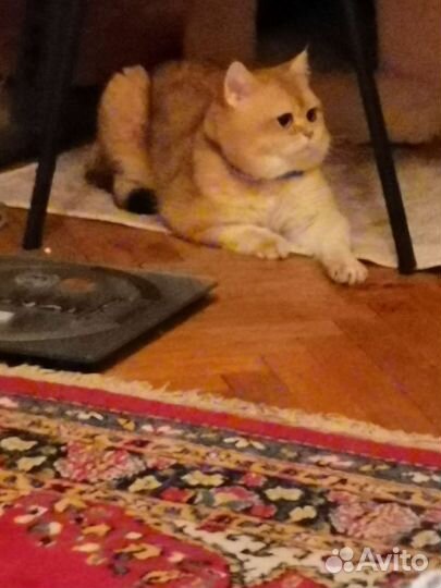 Шотландский кот вязка