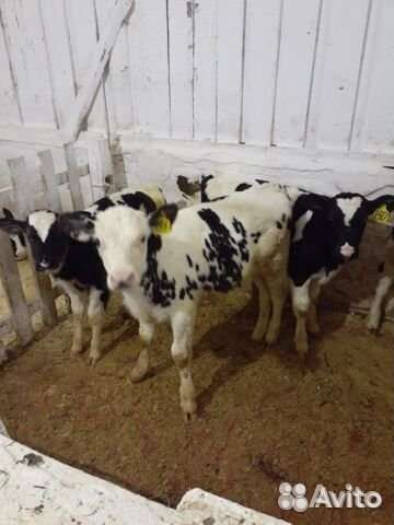 Идеальные телята для откорма