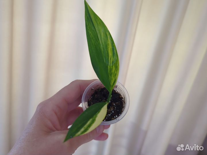 Эпипремнум Амплисимум вариегатный