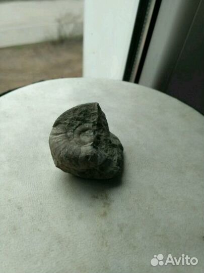 Окаменелости Балтийское море