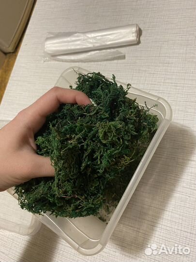 Мох для макета (сфагнум)