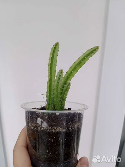 Питахайя, кактус