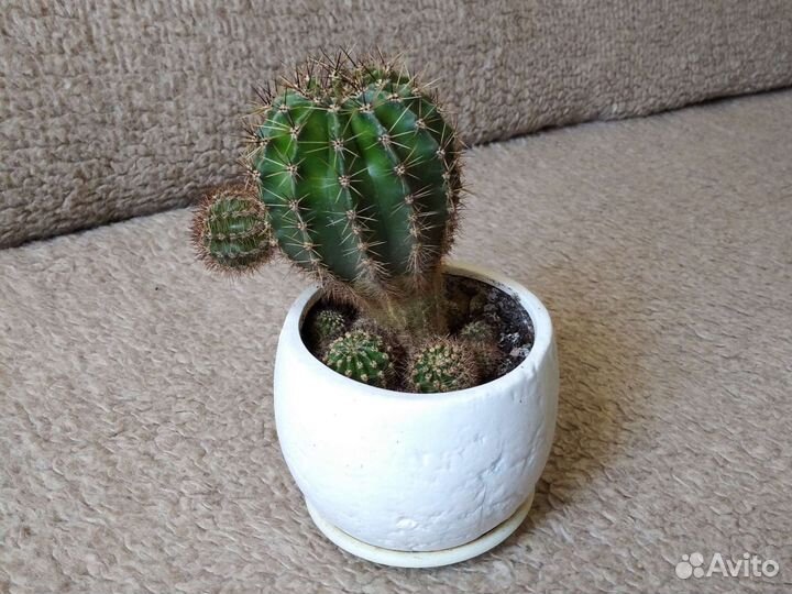 Кактусы и суккуленты