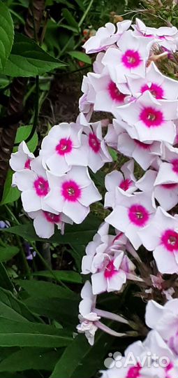 Очиток седум Видный, флоксы и др многолетники