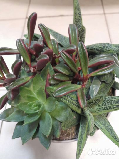 Кактусы и суккуленты