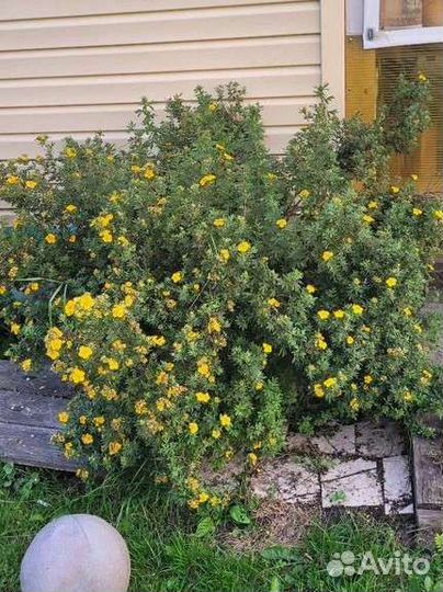 Лапчатка кустарниковая бронь