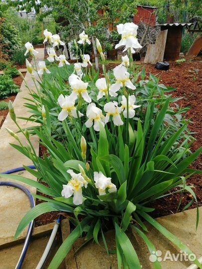 Ирисы бородатые белого цвета