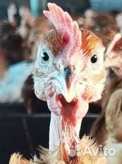 Голошейки на забой