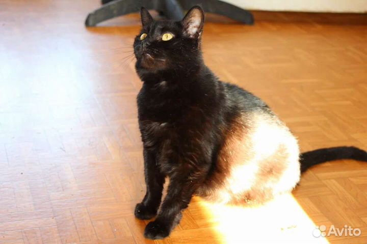 Кошка