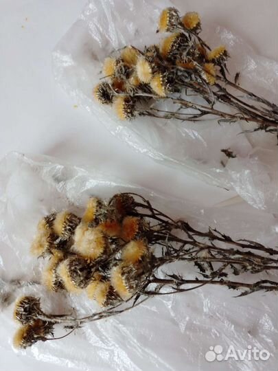 Чертополох