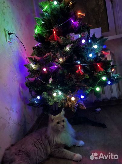 Кот на вязку