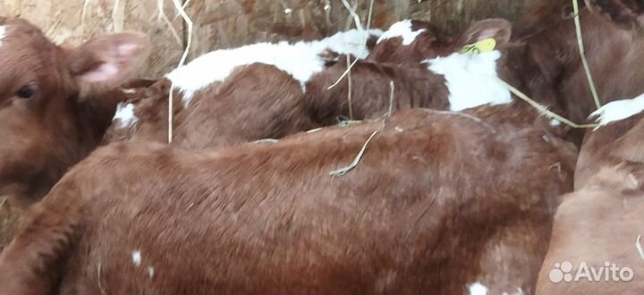 Телята бычки тёлки доставка бесплатная