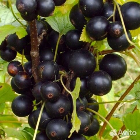 Смородина черная «Ядреная»