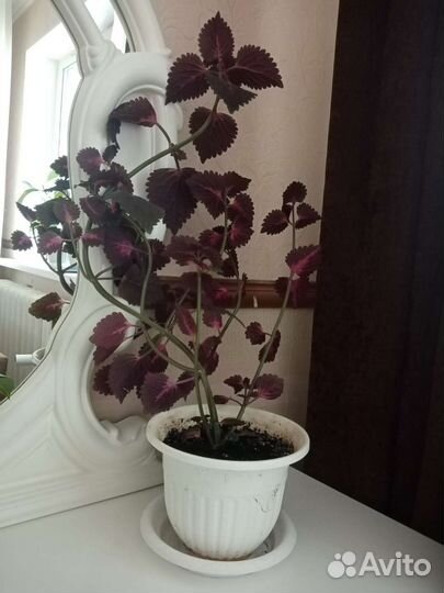 Комнатные цветы бегония колеус