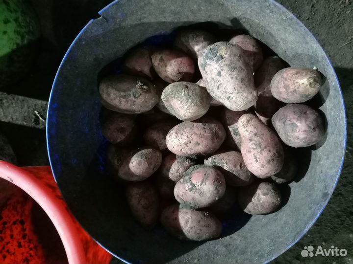 Продам семена картофеля