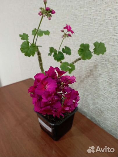 Пеларгония герань Jyvaskyla 2 года жби