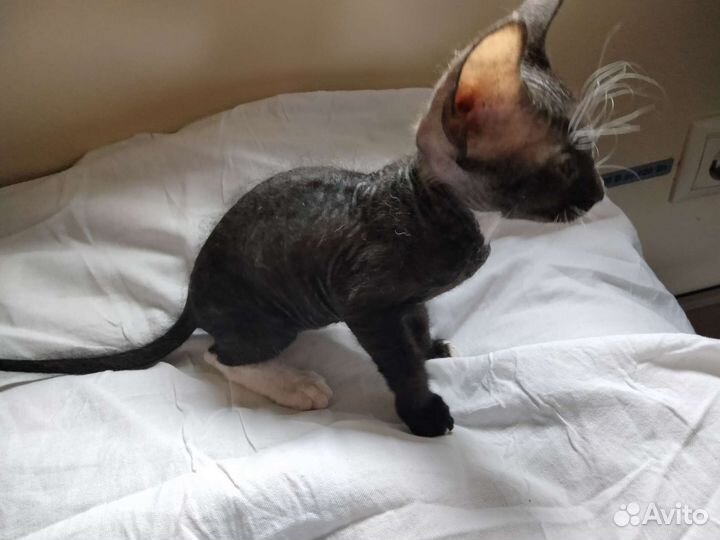 Мальчик (сфинкс)