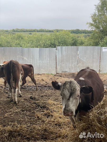 Бычки и телки