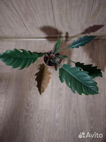 Папоротник Bisseratoo, Филодендрон Карамель Марбл