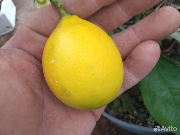 Саженцы домашнего лимона Мейер в Симферополе